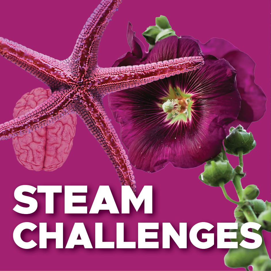 STEAM Challenges